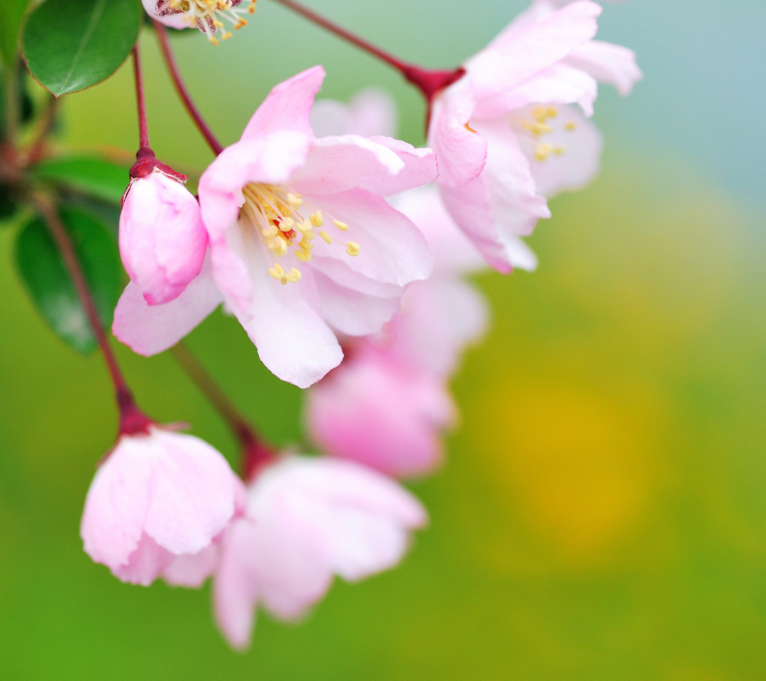 Обои Soft Pink Cherry Flower Blossom 1080x960