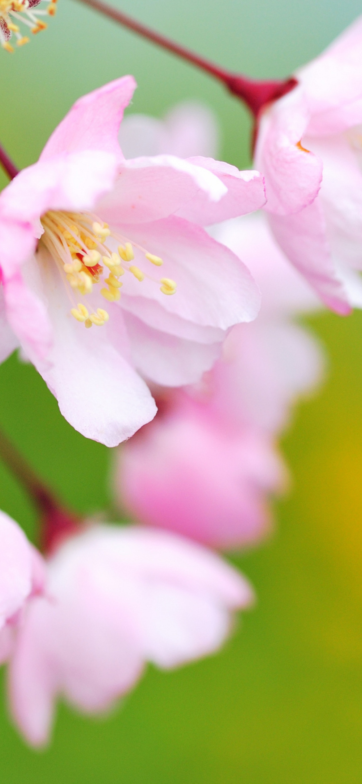 Soft Pink Cherry Flower Blossom wallpaper 1170x2532