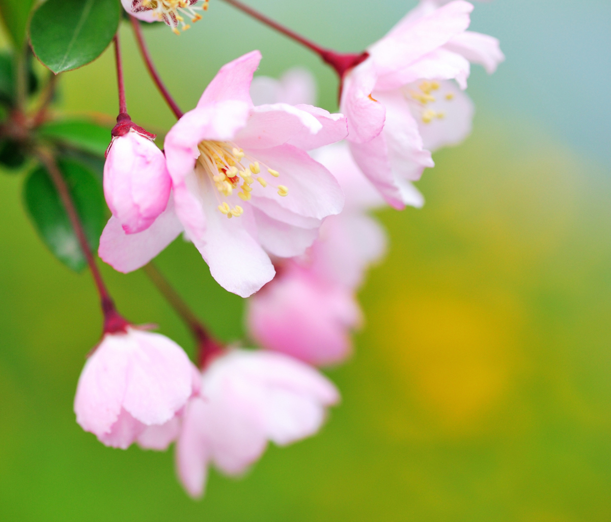 Soft Pink Cherry Flower Blossom wallpaper 1200x1024