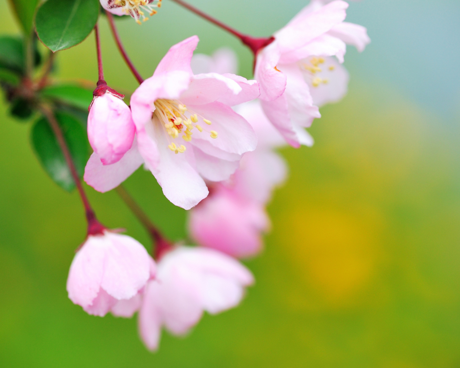 Screenshot №1 pro téma Soft Pink Cherry Flower Blossom 1600x1280