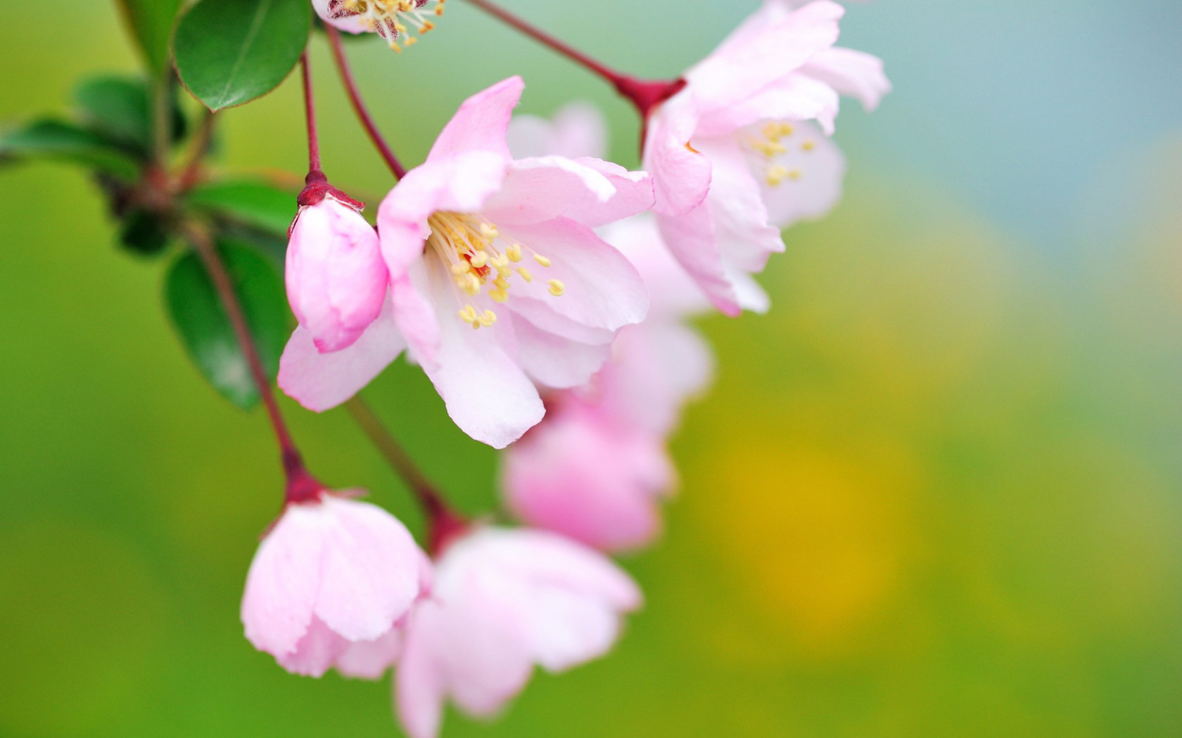Soft Pink Cherry Flower Blossom screenshot #1 1680x1050