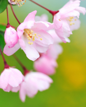 Обои Soft Pink Cherry Flower Blossom 176x220
