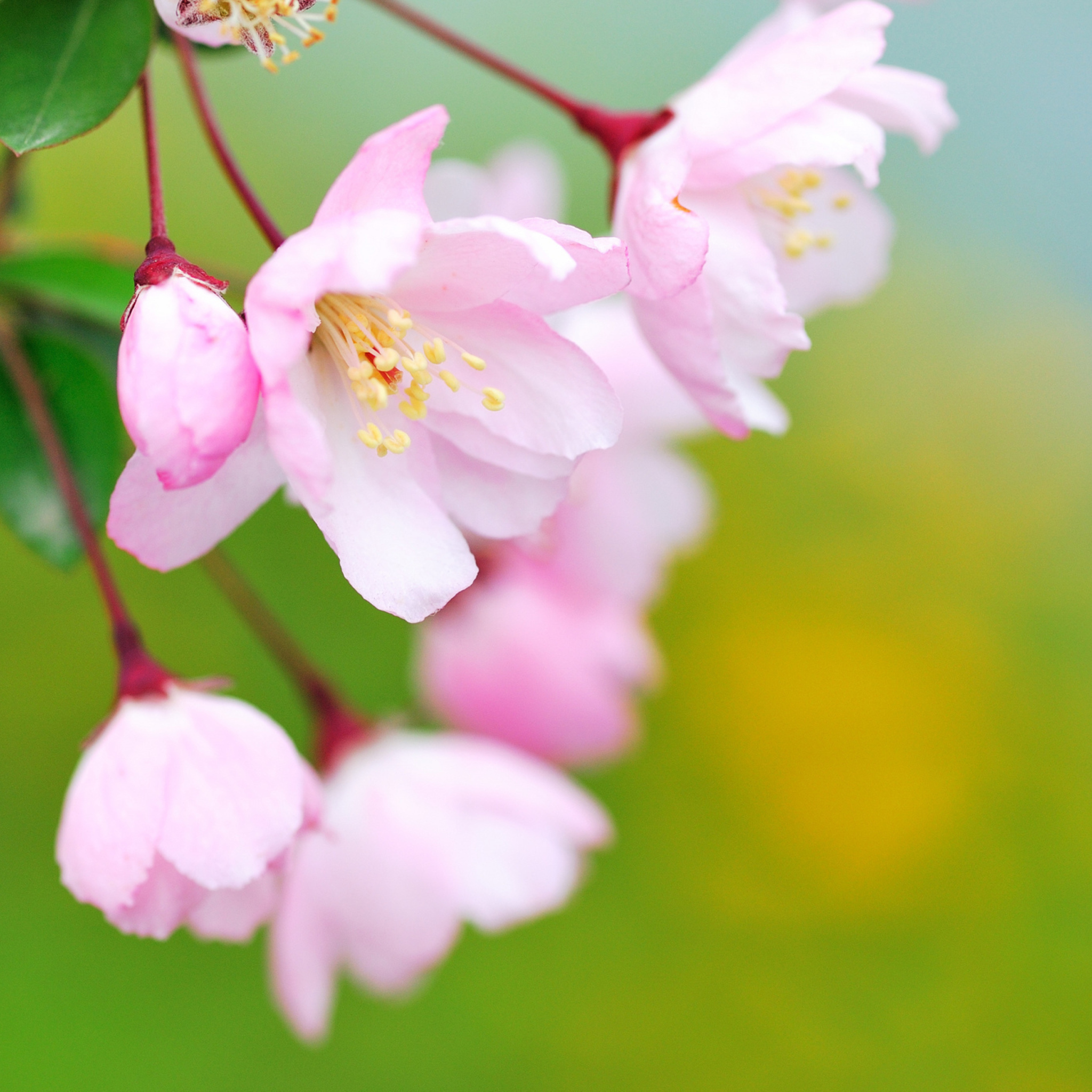 Обои Soft Pink Cherry Flower Blossom 2048x2048