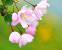 Screenshot №1 pro téma Soft Pink Cherry Flower Blossom 220x176