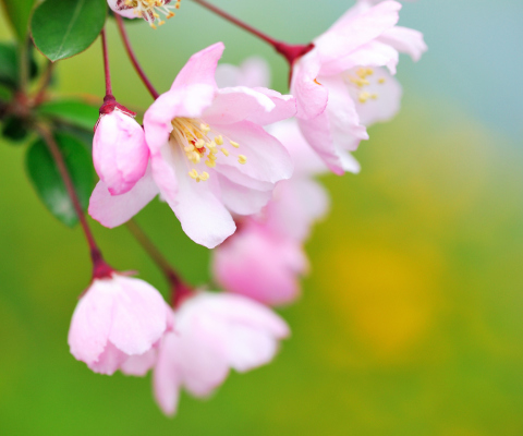 Обои Soft Pink Cherry Flower Blossom 480x400
