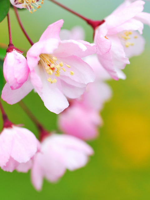 Fondo de pantalla Soft Pink Cherry Flower Blossom 480x640