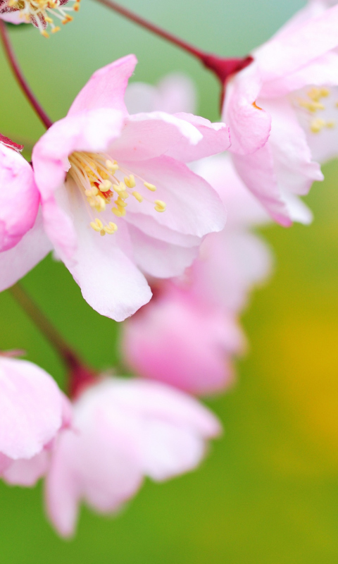 Das Soft Pink Cherry Flower Blossom Wallpaper 480x800