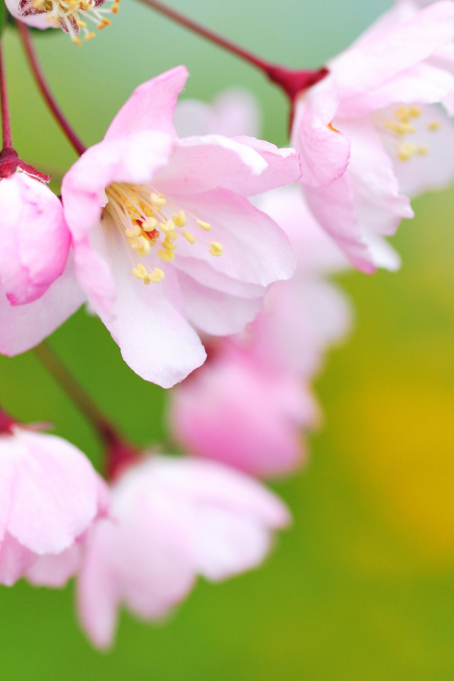 Soft Pink Cherry Flower Blossom wallpaper 640x960