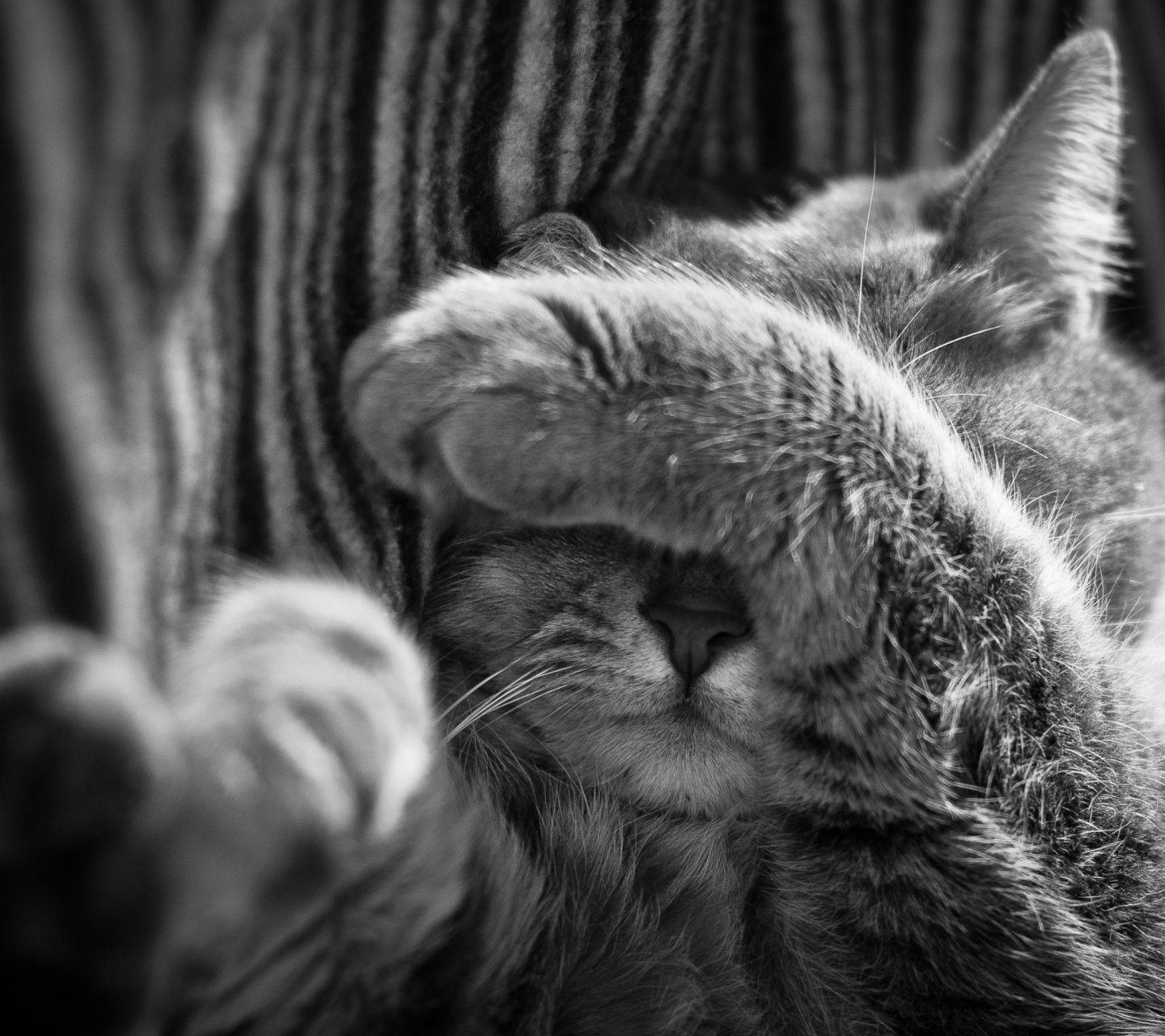 Sfondi Sleepy Cat 1440x1280