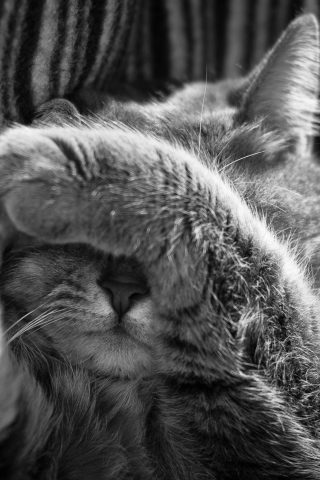 Sfondi Sleepy Cat 320x480
