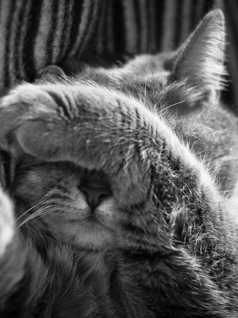 Sleepy Cat screenshot #1 480x640