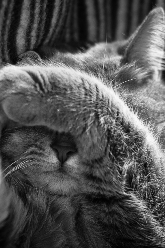 Sleepy Cat wallpaper 640x960