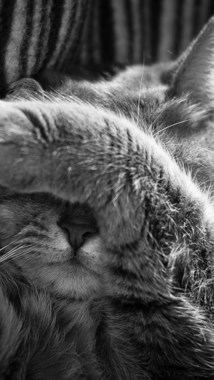 Sfondi Sleepy Cat 750x1334