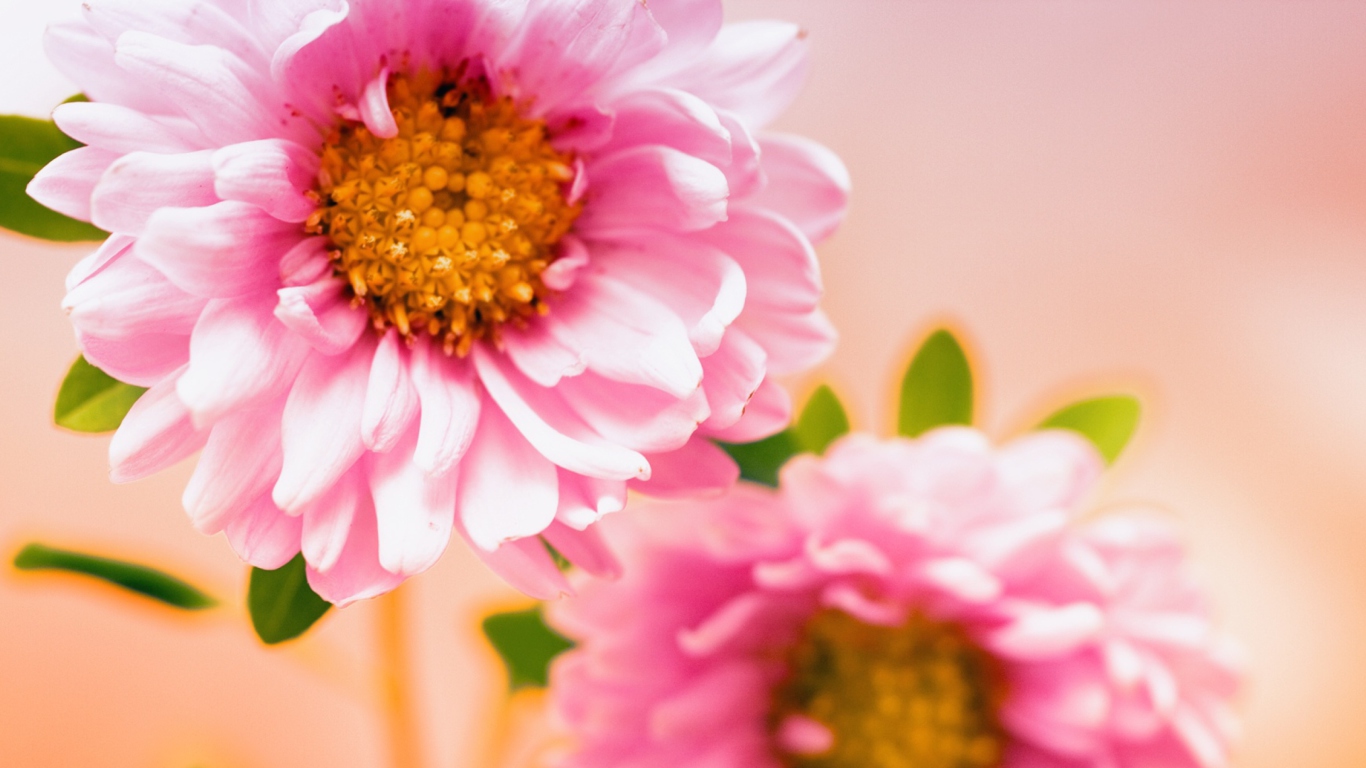 Pink Flower wallpaper 1366x768