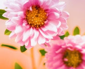 Pink Flower screenshot #1 176x144