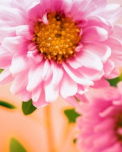 Обои Pink Flower 176x220
