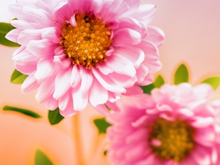 Das Pink Flower Wallpaper 320x240