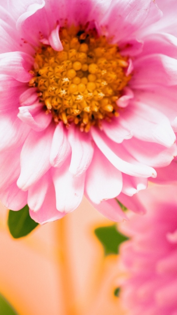 Pink Flower screenshot #1 360x640