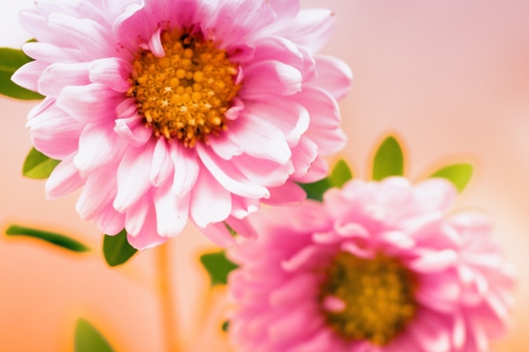 Pink Flower screenshot #1 480x320