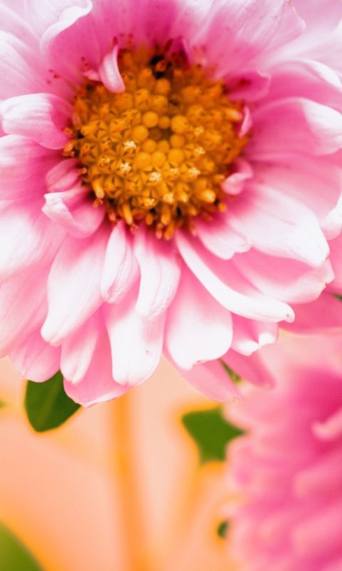 Pink Flower screenshot #1 480x800