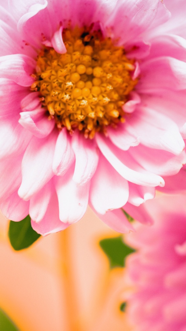 Sfondi Pink Flower 640x1136