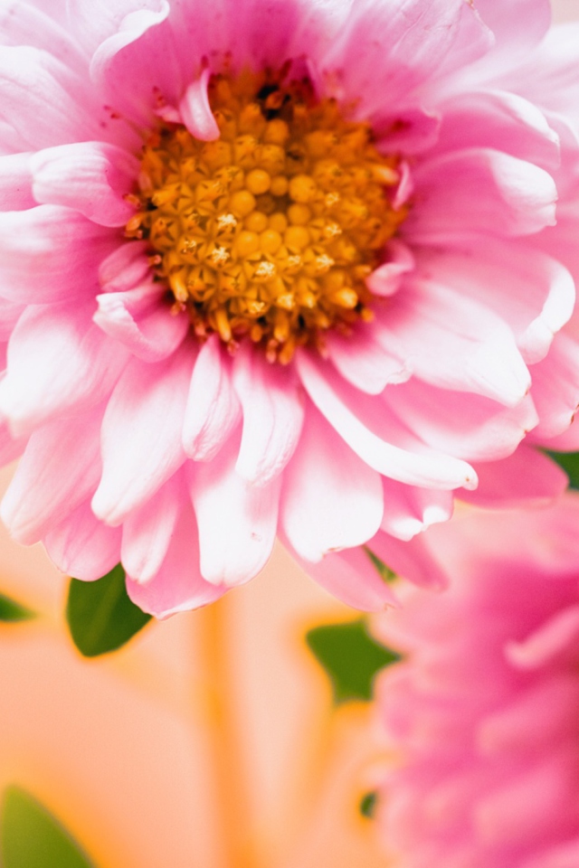 Das Pink Flower Wallpaper 640x960