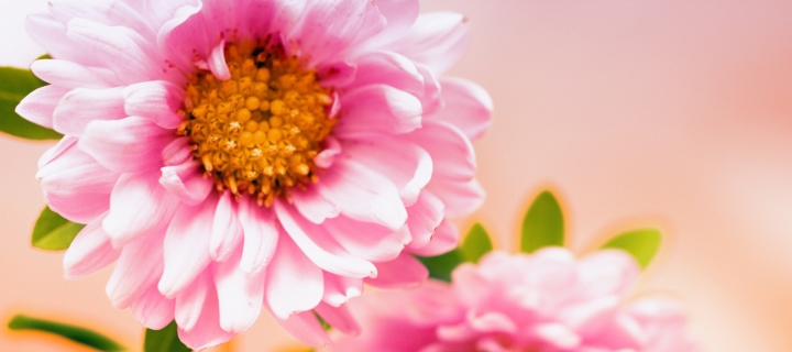 Pink Flower wallpaper 720x320