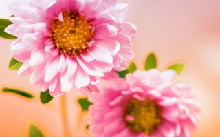 Kostenloses Pink Flower Wallpaper für Android, iPhone und iPad