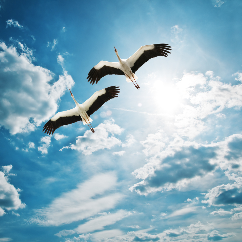 Fondo de pantalla Beautiful Storks In Blue Sky 1024x1024