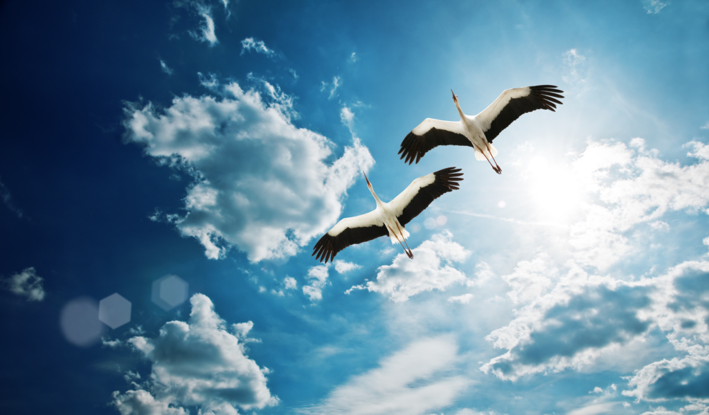 Screenshot №1 pro téma Beautiful Storks In Blue Sky 1024x600