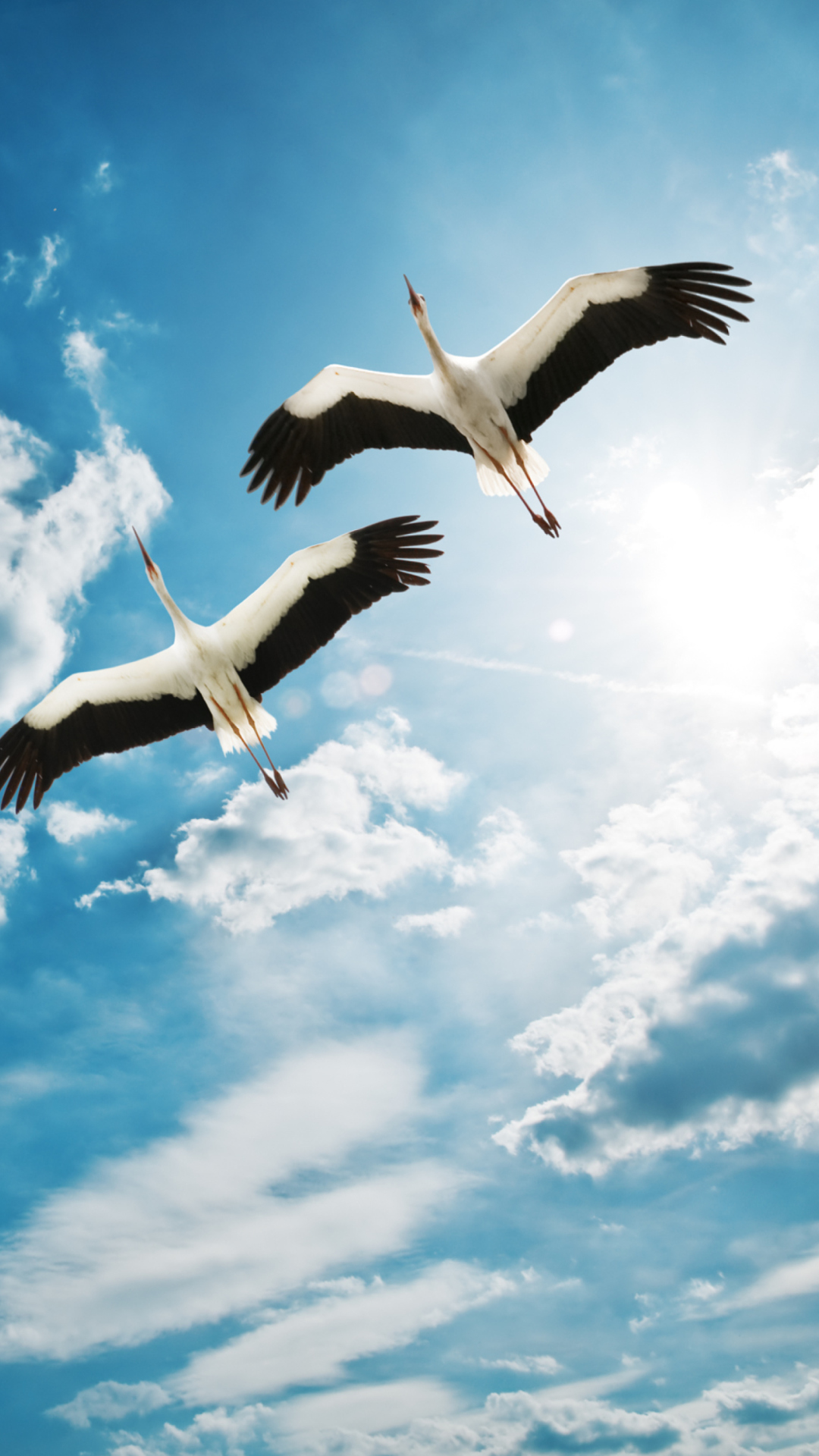 Sfondi Beautiful Storks In Blue Sky 1080x1920