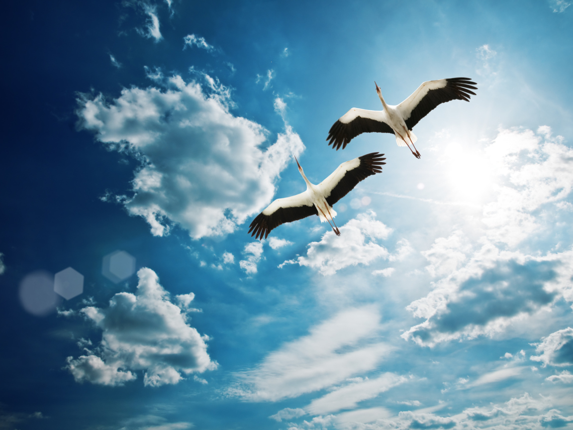 Обои Beautiful Storks In Blue Sky 1152x864