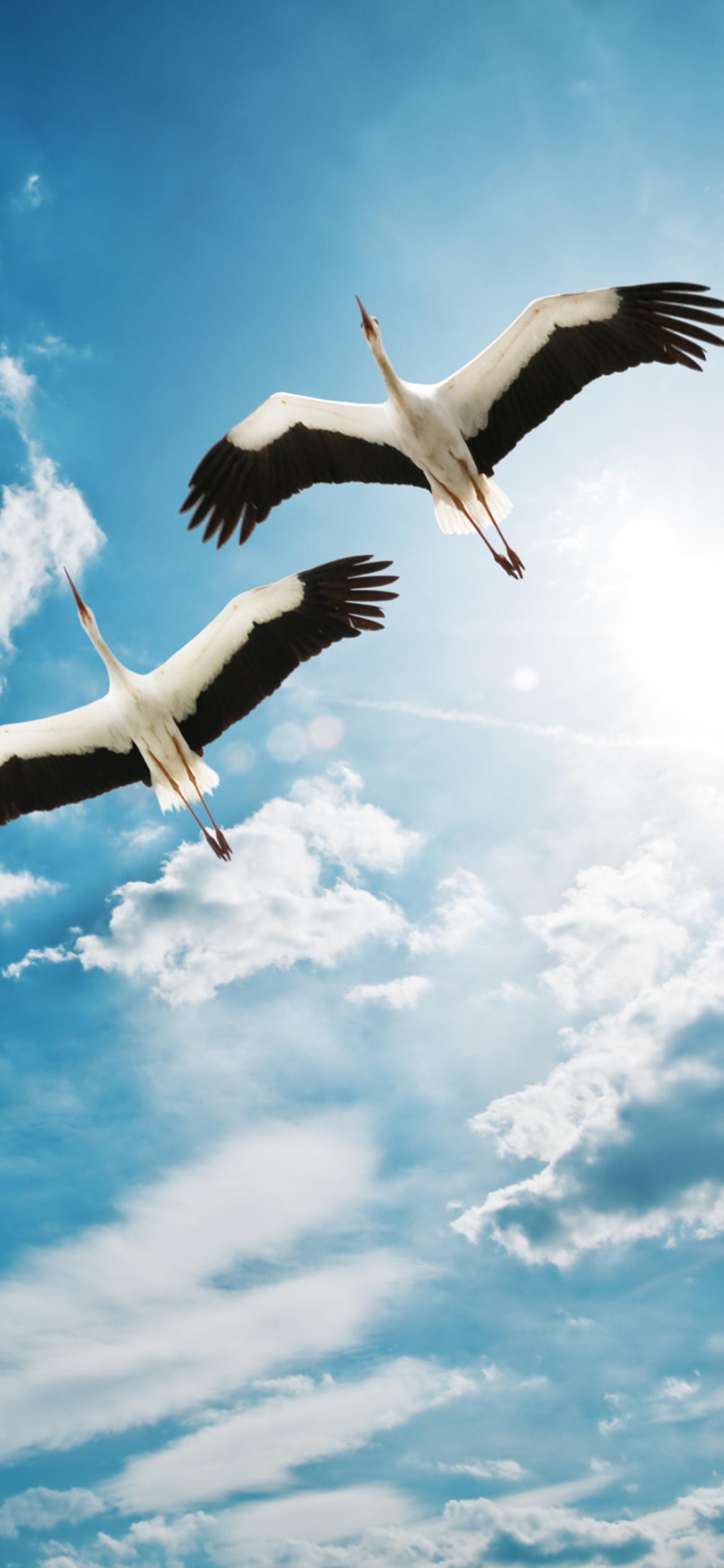 Beautiful Storks In Blue Sky wallpaper 1170x2532