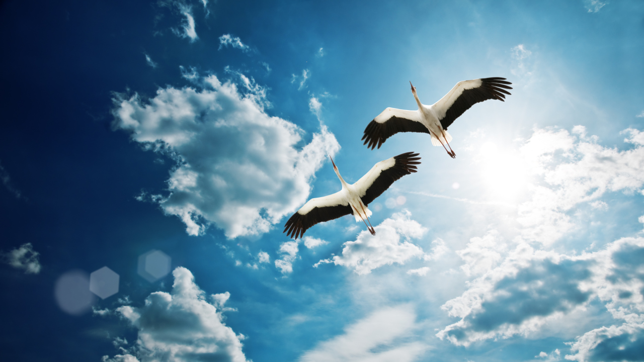 Das Beautiful Storks In Blue Sky Wallpaper 1280x720