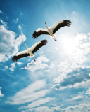 Das Beautiful Storks In Blue Sky Wallpaper 128x160