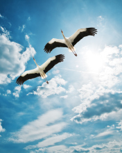 Sfondi Beautiful Storks In Blue Sky 176x220