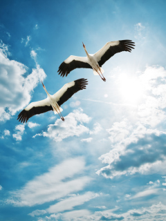 Обои Beautiful Storks In Blue Sky 240x320