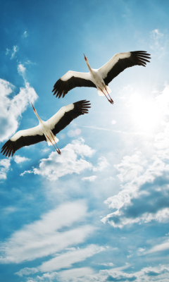 Beautiful Storks In Blue Sky wallpaper 240x400