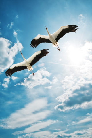 Fondo de pantalla Beautiful Storks In Blue Sky 320x480