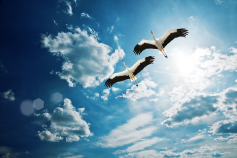 Fondo de pantalla Beautiful Storks In Blue Sky 480x320