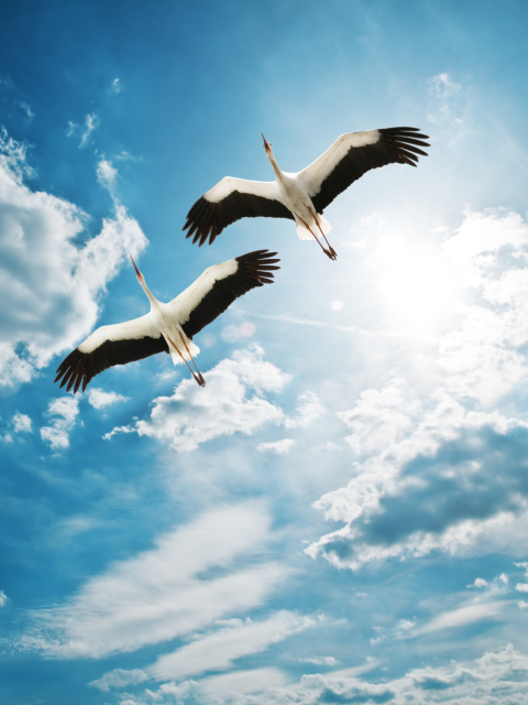Обои Beautiful Storks In Blue Sky 480x640