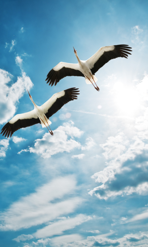 Обои Beautiful Storks In Blue Sky 480x800