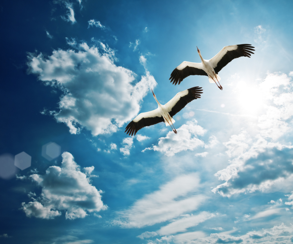 Обои Beautiful Storks In Blue Sky 960x800