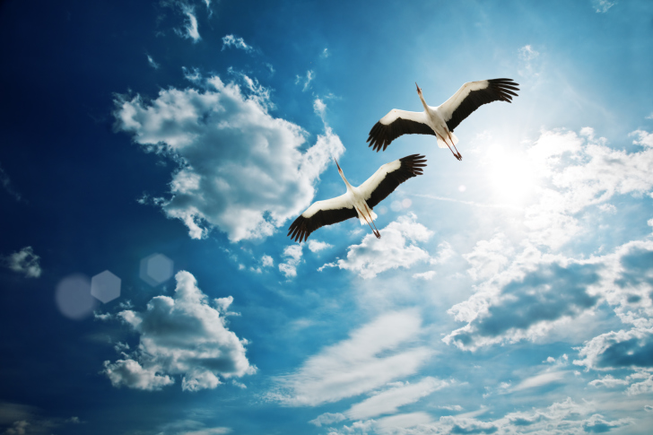 Обои Beautiful Storks In Blue Sky