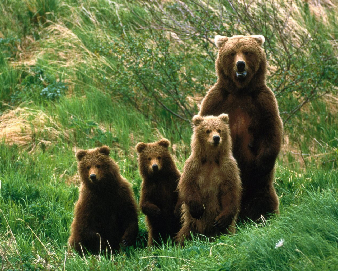 Das Cub Scouts Brown Bears Wallpaper 1280x1024