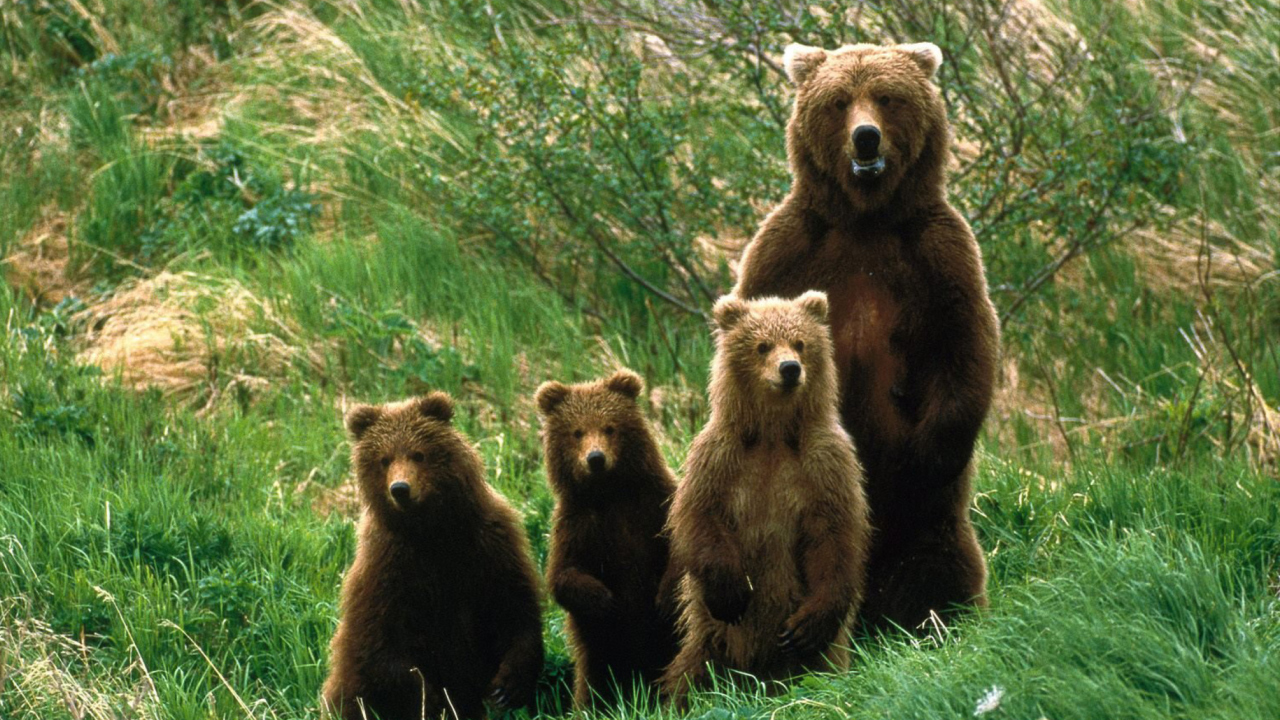 Fondo de pantalla Cub Scouts Brown Bears 1280x720