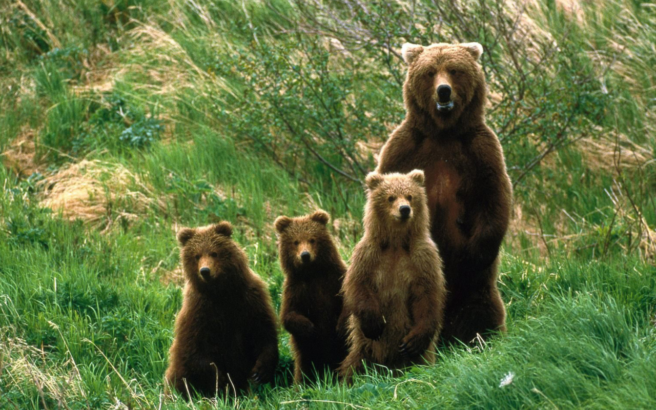 Das Cub Scouts Brown Bears Wallpaper 1280x800