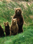 Cub Scouts Brown Bears screenshot #1 132x176