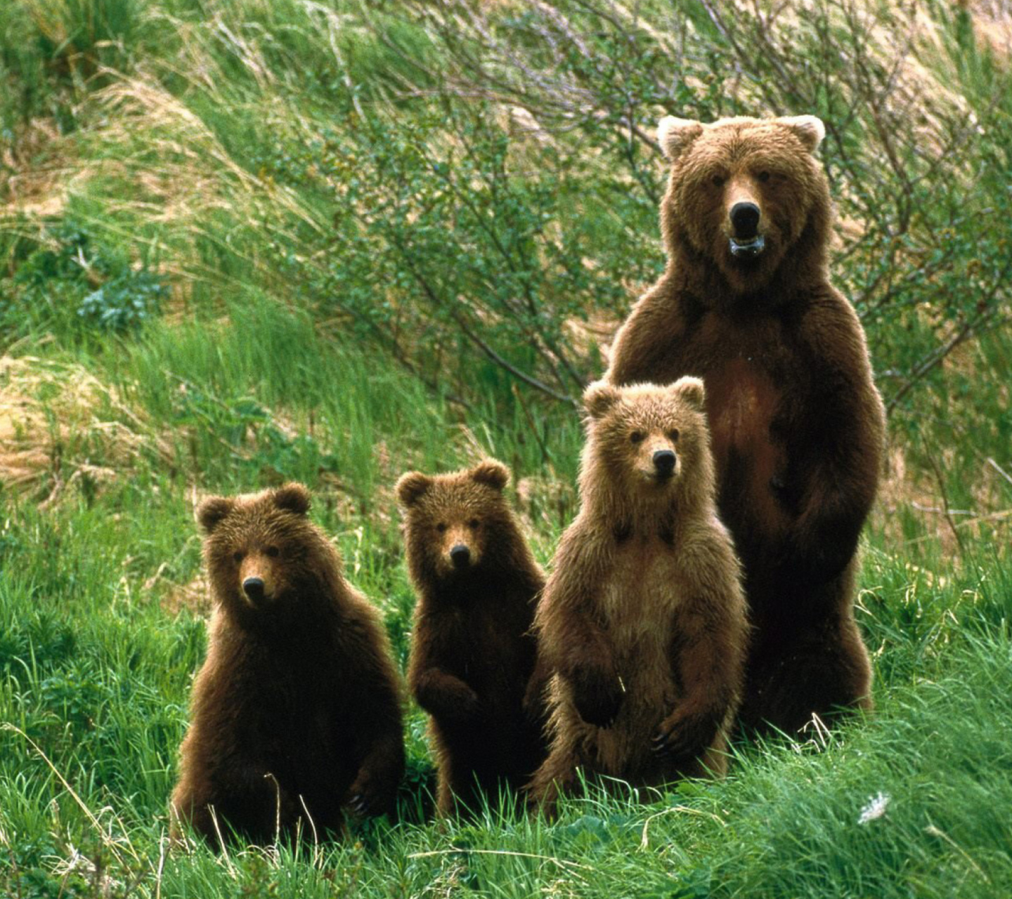 Das Cub Scouts Brown Bears Wallpaper 1440x1280