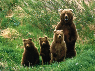 Fondo de pantalla Cub Scouts Brown Bears 320x240